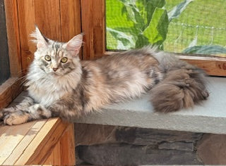 Elysian Maine Coons of the Azores, Portugal!