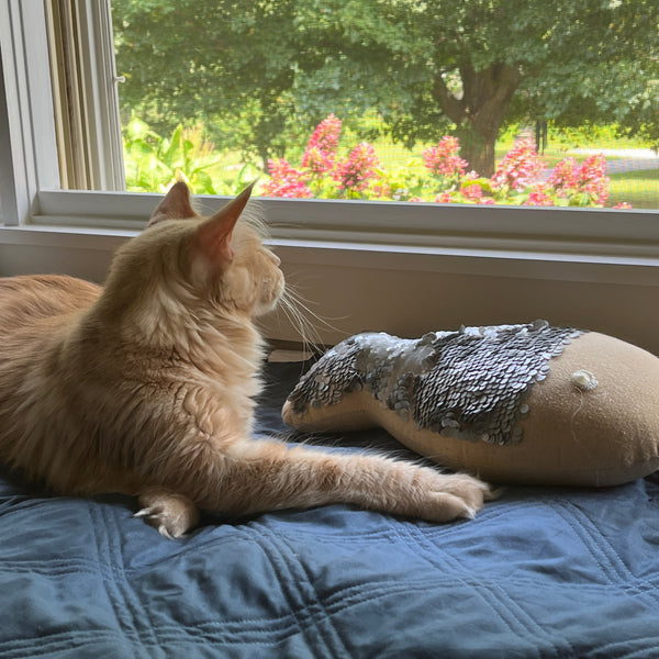 PURRRFECT TIME TO PLAN FOR SUMMER!